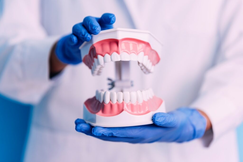 dental model of jaw